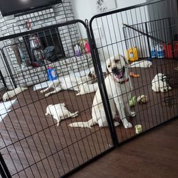 Labrador Retriever Puppies from Texas Finest English Labradors
