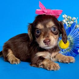Pooh bear (2800 pet) - Chocolate and cream female Dachshund puppy in Augusta, Arkansas from Savvy-Dee's Dachshunds
