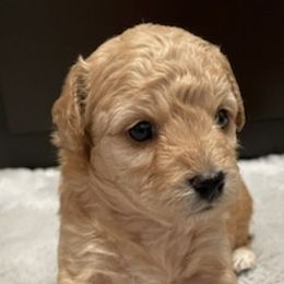 Poodles from Royal Toy Poodle