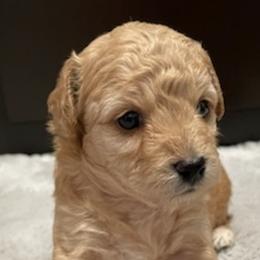 Poodles from Royal Toy Poodle