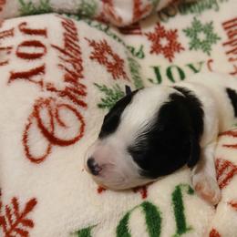 Toffee - White female Havapoo puppy in North Carolina from Faithful Hearts Kennel