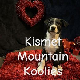 Zuko - Black and white Australian Koolie puppy in Colorado from Kismet Mountain Koolies