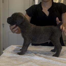 Boy 4 - Gray brindle male Cane Corso puppy in Tremonton, Utah from Westland Kennels