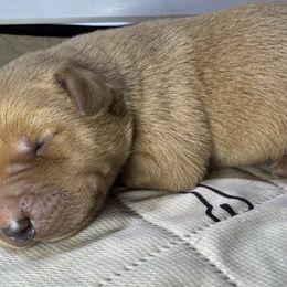 Boy 4 - Yellow male Labrador Retriever puppy in Newport, North Carolina from AKS’s Water Bound Retrievers