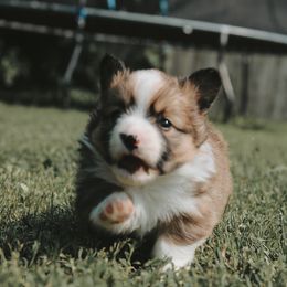 American Corgi and Pembroke Welsh Corgi Puppies from Witch Creek Corgis