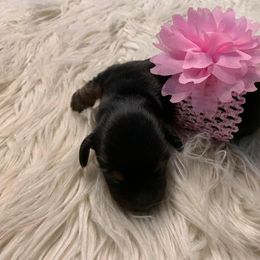 Dachshund Puppies from Sugar Creek Mini Doxies