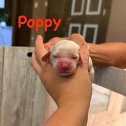 Poppy - Red roan female Cockapoo puppy in Colorado Springs, Colorado from Colorado Cockapoos