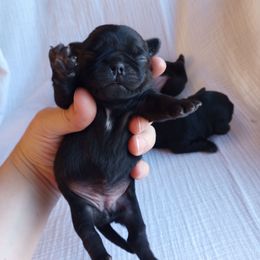 Lil mouse girl 1 - Black female Pug puppy in Fall Creek, Wisconsin from Heartville Pugs