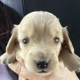 Ginger - Cream female Dachshund puppy in Bigfork, Minnesota from Dachshunds Up North
