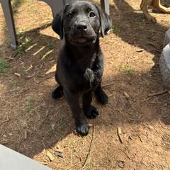 Labrador Retriever Puppies from Barefoot Kennels, LLC