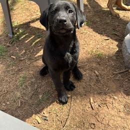 Labrador Retriever Puppies from Barefoot Kennels, LLC