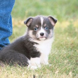 Girl 3 - Gray and white female American Corgi puppy in Clovis, New Mexico from Sweet & Salty Cowdogs