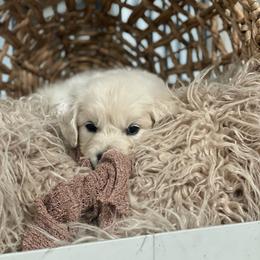 Mr Green - Light golden male Golden Retriever puppy in Morrill, Kansas from Grimm Girls Farm