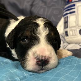 Bernedoodle Puppies from Elite Bernedoodle Besties LLC