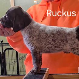 Ruckus - Black Male - Liver and white male German Shorthaired Pointer puppy in Kenai, Alaska from LakeHaus Kennels