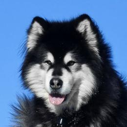 Bemo - Alaskan Malamute