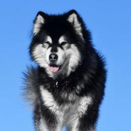 Bemo - Alaskan Malamute