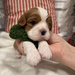 Virgil - Cavalier King Charles Spaniel puppy from Cavis at Wryah Farm