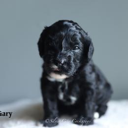 Gary - Black male Cockapoo puppy in Canastota, New York from Silver City Cockapoos