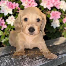 Fred - Cream male Dachshund puppy in Washington, North Carolina from Elegant Dachshunds-Eledox