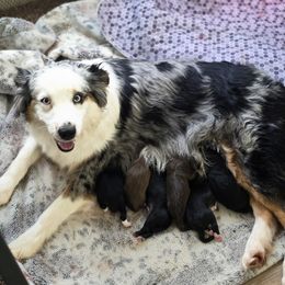 Luna - Miniature Australian Shepherd