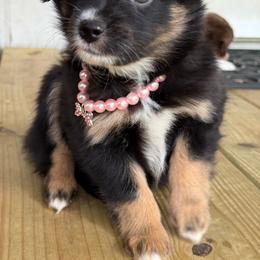 Lucchese - Black tri female Toy Australian Shepherd puppy in Huffman, Texas from Harper Cowboy VonBrunow
