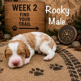 Rocky - Tri-color male Australian Labradoodle puppy in Eastover, North Carolina from Joyful Hearts Australian Labradoodles