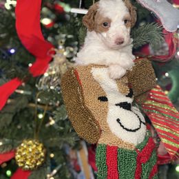 Cassian - Brown and white male Bernedoodle puppy in Cocoa, Florida from The Beach Doodles
