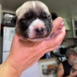 Anatolian Shepherd Dog Puppies from T&S Anatolians
