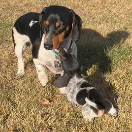 Dachshund All Grown Up from Sleeping Giant Miniature Dachshunds