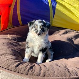 Australian Shepherd Puppies from RMW Ranch Australian Shepherds