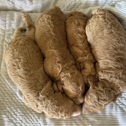 Hazel - Apricot female Poodle puppy in Gilbert, Arizona from Desert Oasis Kennels