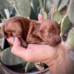 Santa Baby - Red  female Poodle puppy in Paradise, Texas from B4 Toy Schnauzers and Poodles