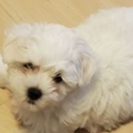 Maltese from Little Lovers Maltese