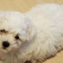 Maltese from Little Lovers Maltese