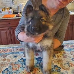 Red Girl - Gray sable female Shiloh Shepherd puppy in New York from Strauss Haus Shepherds