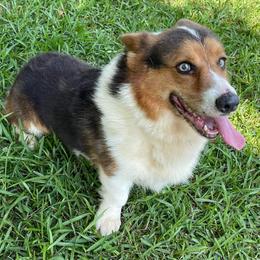 Cardigan Welsh Corgis, Miniature Australian Shepherds, and Pembroke Welsh Corgis from Rancho Sandoval Corgis and Mini Aussies