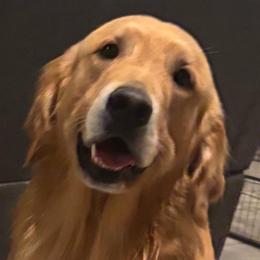 Charlie - Golden Retriever