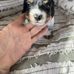 Dachshund Puppies from Weiner Dog Ranch