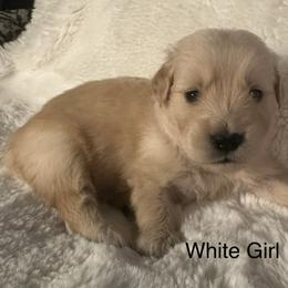 White Girl - Golden female Golden Retriever puppy in Sarasota, Florida from Chevaline Goldens