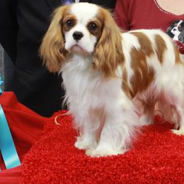 Mr Bottoms - Cavalier King Charles Spaniel