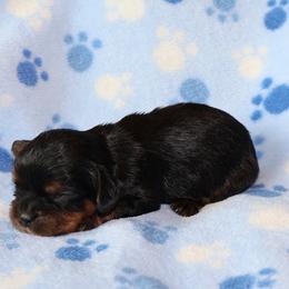 Shadow - Black and tan male Cavalier King Charles Spaniel puppy in Pleasant City, Ohio from cywood's ohio cavaliers