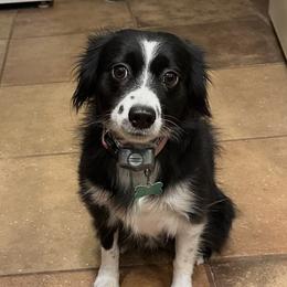 Divot - Toy Australian Shepherd