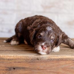 Ombre - Red tri-color male Aussiedoodle puppy in Roebuck, South Carolina from Dani's Dandy Doodles