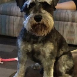 Sam - Miniature Schnauzer