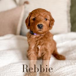 Rebbie - Red  female Goldendoodle puppy in Melba, Idaho from KZ Doodles