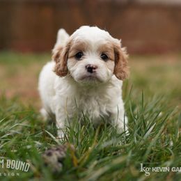 Assorted Doodle Crosses, Bichon Frise, Cavapoo, Goldendoodle, Labradoodle, and Schnoodle Puppies from Kingdom Bound By Design
