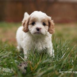 Assorted Doodle Crosses, Bichon Frise, Cavapoo, Goldendoodle, Labradoodle, and Schnoodle Puppies from Kingdom Bound By Design