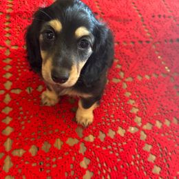Duchess - Black and cream female Dachshund puppy in Hanford, California from Cooper Gals Doxies