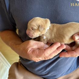White - Light golden male Golden Retriever puppy in Kenosha, Wisconsin from Gail’s Goldens